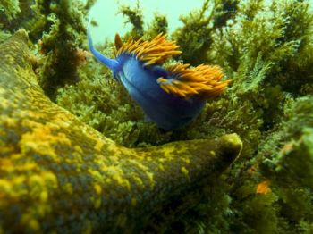 This Shot was taken off Santa Cruz Island, Ca with my new... by Jeff Jones 